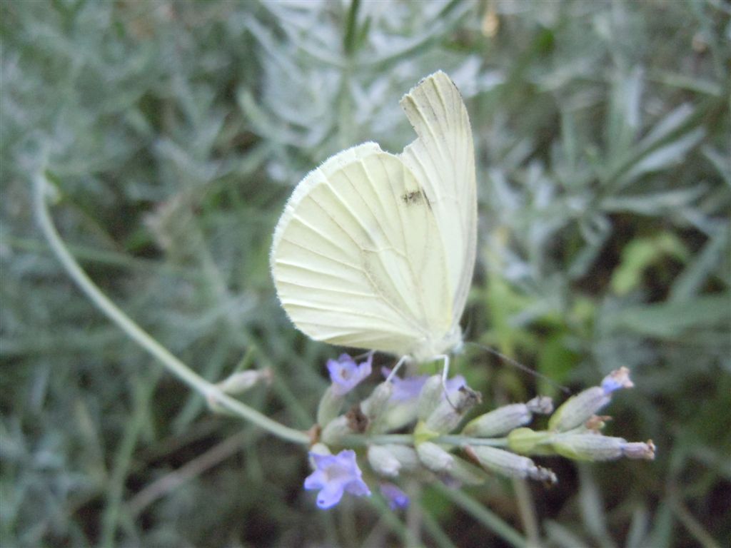 Pieris vissuta